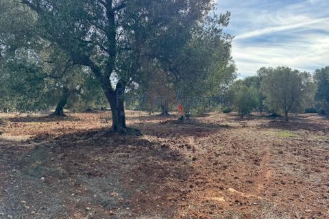 Helårsgrund i Carovigno, Brindisi, Carovigno - € 68.000 | Ref: 122778 - foto 6